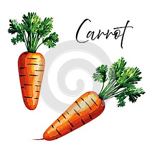 Carrot vector illustration.