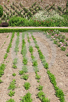 Carrot Vegetable Bed