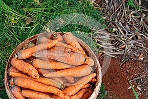 Carrot vegetable farm harvest in spring. Fresh ripe organic raw vegetables. Abundance reaped and packed in bucket on outdoor farm photo