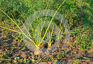 Carrot vegetable growing in summer garden on organic soil background close up