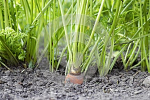 Carrot vegetable grows in the garden in the soil. Organic agriculture, farming concept