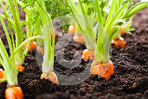 Carrot vegetable grows in the garden in the soil organic background closeup