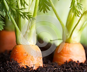 Carrot vegetable grows in the garden in the soil organic background