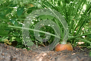 Carrot vegetable grows in the garden in the soil organic background.