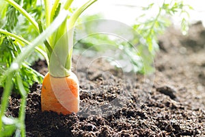 Una carota verdura sta crescendo giardino suolo 