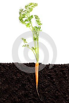 Carrot vegetable grows in the garden in the soil organic background closeup