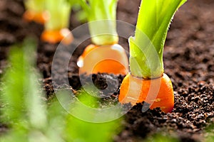 Carrot vegetable grows in the garden in the soil organic background closeup