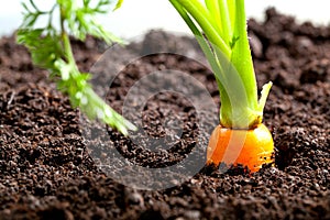 Carrot vegetable grows in the garden in the soil organic background closeup