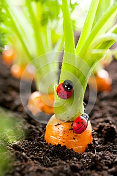 Carrot vegetable grows in the garden in the soil organic background closeup