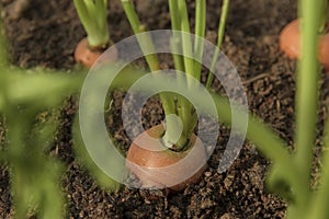 Carrot vegetable grows in the garden in the soil organic background closeup