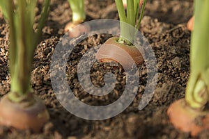 Carrot vegetable grows in the garden in the soil organic background closeup