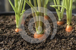 Carrot vegetable grows in the garden in the soil organic background closeup