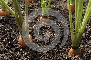 Carrot vegetable grows in the garden in the soil organic background closeup