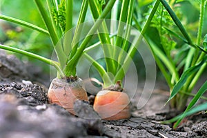 Carrot vegetable grows in the garden in the soil organic background. Concept of healthy eco food and a rich fall harvest. Close-up