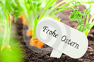 Carrot vegetable grows in the garden with text board in German B