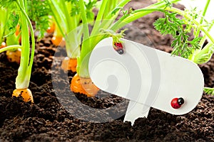 Carrot vegetable grows in the garden with text board in German B