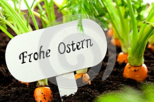 Carrot vegetable grows in the garden with text board in German B
