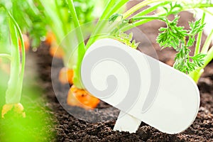 Carrot vegetable grows in the garden with text board in German B