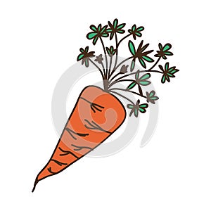 Carrot vegetable icon