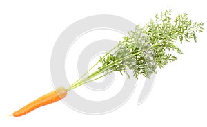 Carrot vegetables with leafs