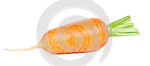 Carrot on white background. Fresh ripe vegetables