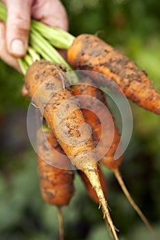 Carrots-1