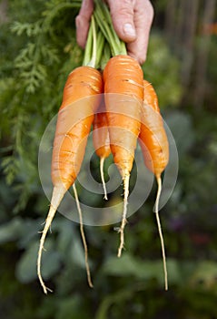 Carrots-3