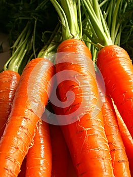 Carrots