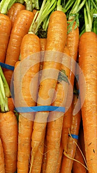 Carrots