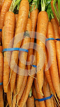 Carrots