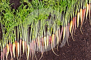 Carrots arranged in a diagonal line on rich soil