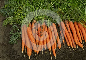 Carrots on the bed