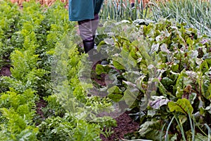 Carrots, beets, cabbages, onions and other vegetables in the farmer`s garden