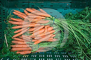 Carrots