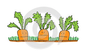 Carrots Cartoon photo