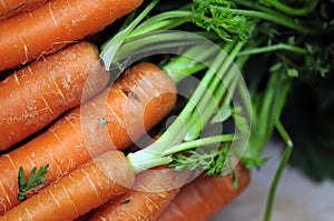 Carrots closeup