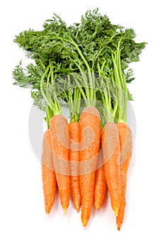 Carrots (Daucus carota ssp. sativus)