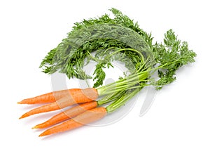 Carrots (Daucus carota ssp. sativus)