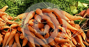 Carrots at the farm stand in Vermont