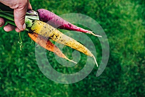 Carrots. Farmer holding freshly harvest red, purple, yellow carrots in hands on farm. Healthy organic vegetable