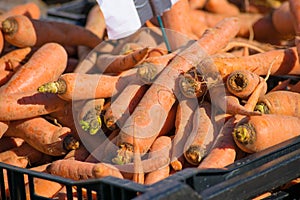 Carrots at the Farmer's Market