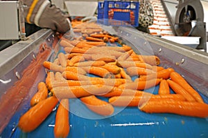 Carrots in food processing plant