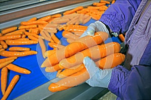 Carrots in food processing plant