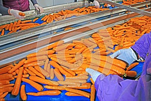 Carrots in food processing plant