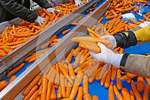 Carrots in food processing plant photo