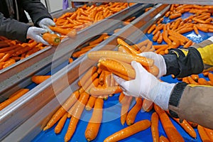 Carrots in food processing plant