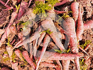 Carrots freshly harvested red carrot root vegetable unearthed food raw fresh juicy organic muddy-carrots gajar carotte photo photo