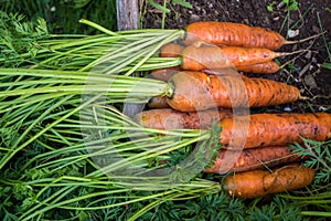 Carrots freshly pulled 5754