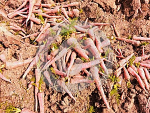 Carrots freshly unearthed harvested red carrot root vegetable food raw fresh juicy organic muddy-carrots gajar carotte photo photo