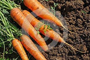 Carrots in the garden